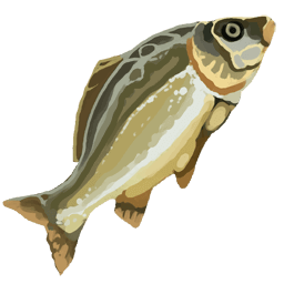 Carp
