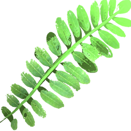 Fern Leaf